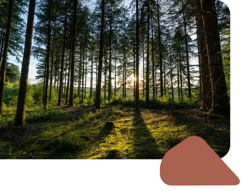 Forêt de résineux avec intégration graphique inspirée du logo MS BOIS, illustrant le lien entre gestion forestière et identité de marque