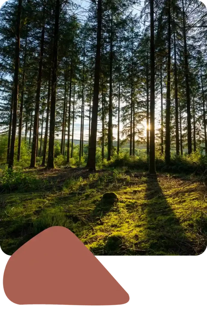 Forêt de résineux avec intégration graphique inspirée du logo MS BOIS, illustrant le lien entre gestion forestière et identité de marque